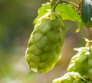 Deep Dive into London Steam Lager. Close up photograph of a green hop bud.