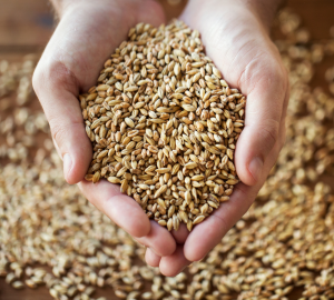 Deep Dive into London Steam Lager. Photograph of two hands cupping a mound of pale brewing malt.